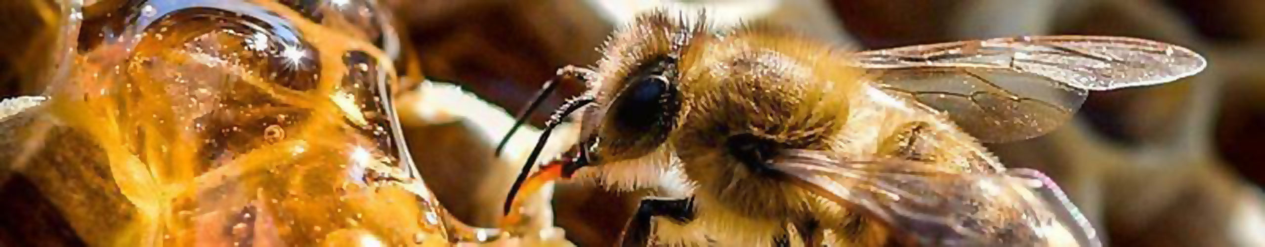BeeKeeper.pro